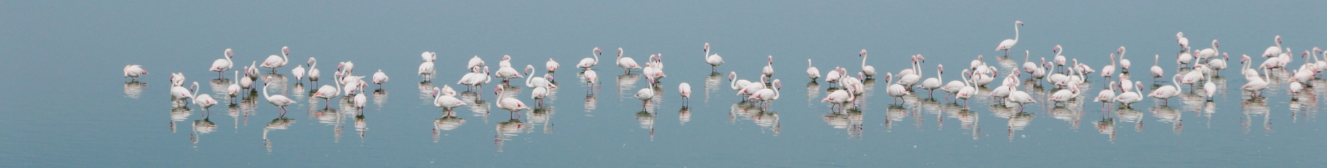 Camargue_0010